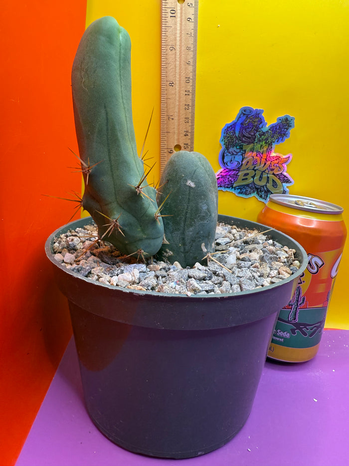 TBM - ships in pot this exact one !