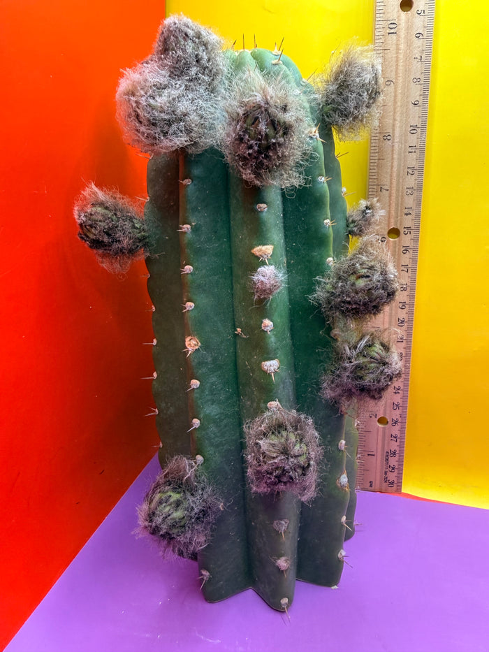 CACTO HEBRIDO with Flower Buds over 3.5” THIC !
