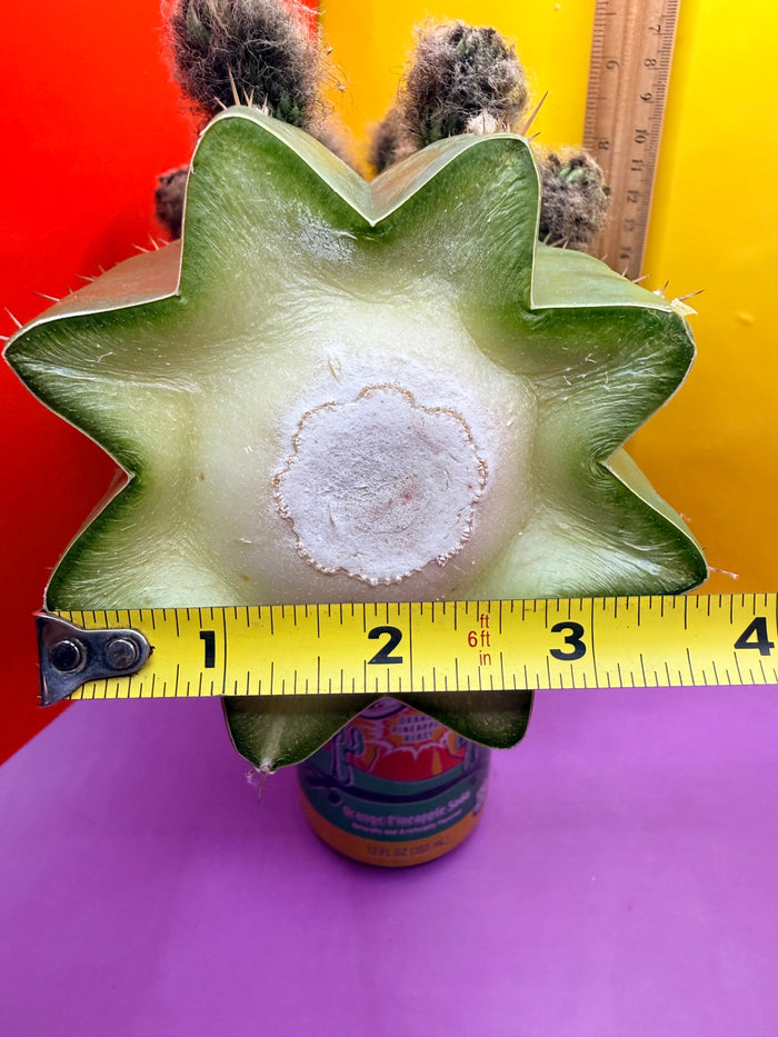 CACTO HEBRIDO with Flower Buds over 3.5” THIC !