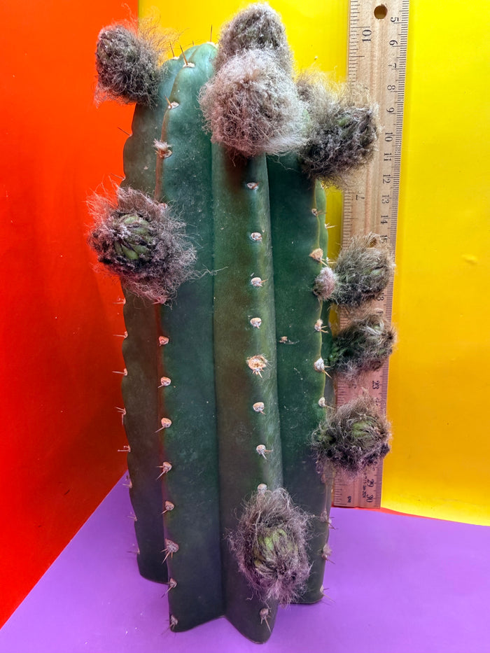 CACTO HEBRIDO with Flower Buds over 3.5” THIC !
