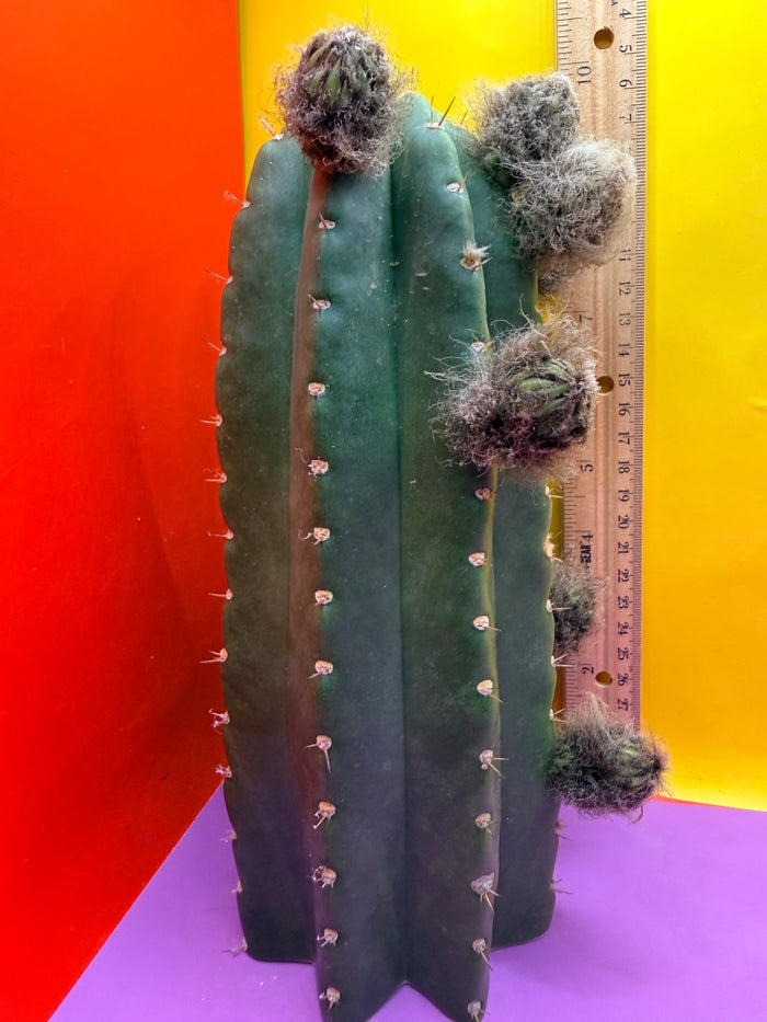 CACTO HEBRIDO with Flower Buds over 3.5” THIC !
