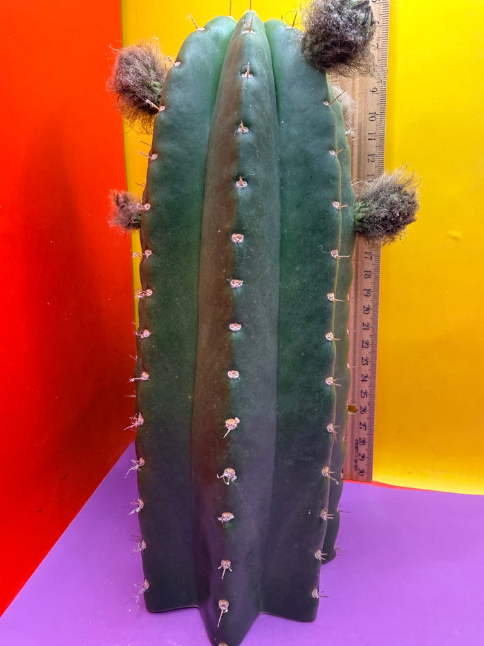 CACTO HEBRIDO with Flower Buds over 3.5” THIC !