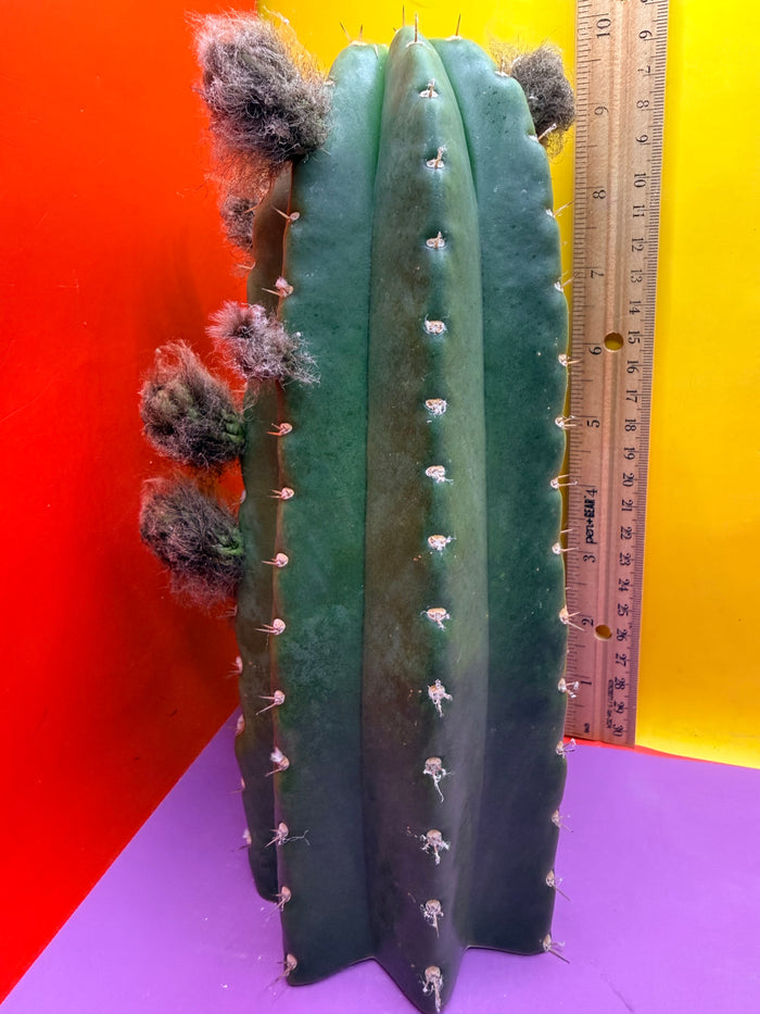 CACTO HEBRIDO with Flower Buds over 3.5” THIC !
