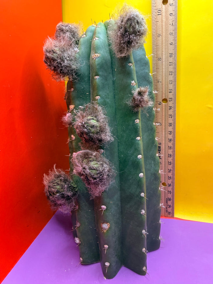 CACTO HEBRIDO with Flower Buds over 3.5” THIC !