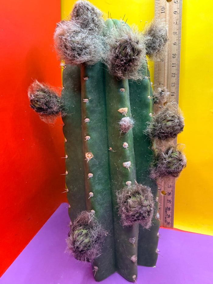 CACTO HEBRIDO with Flower Buds over 3.5” THIC !
