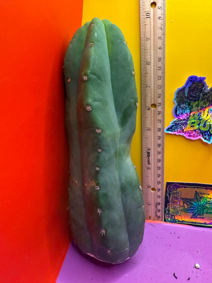 Cahuilla !!