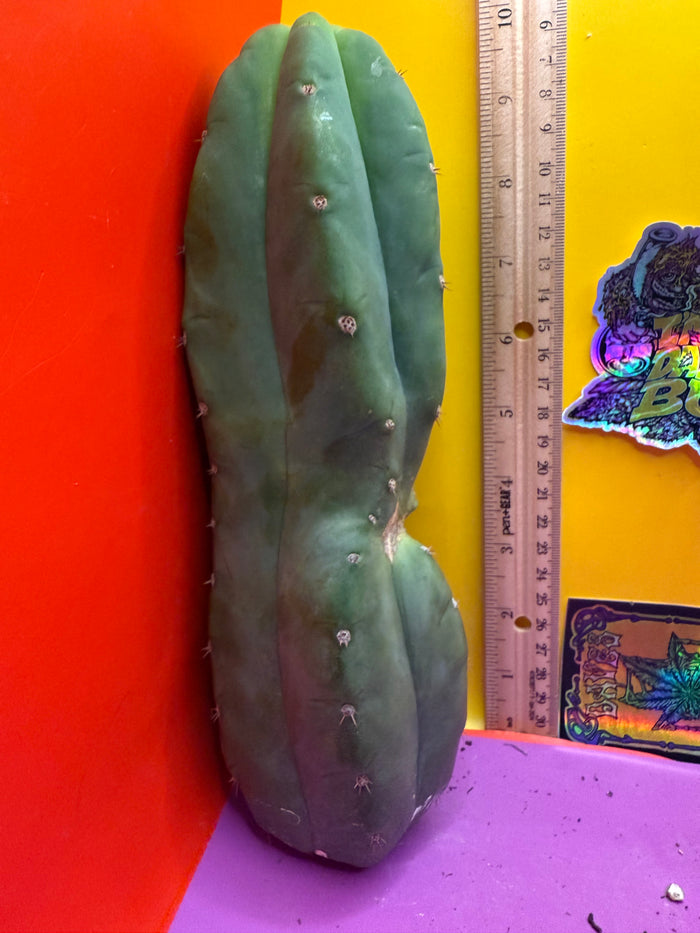 Cahuilla !!
