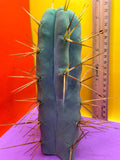 “Jimzz twin spines” cactus
