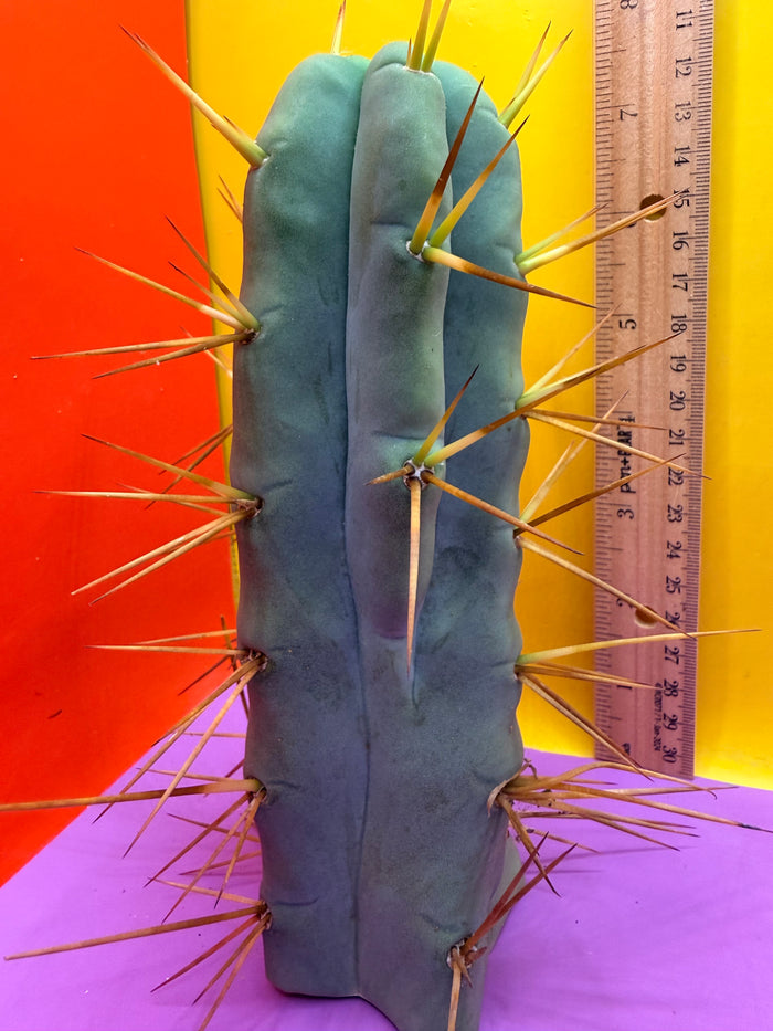 “Jimzz twin spines” cactus