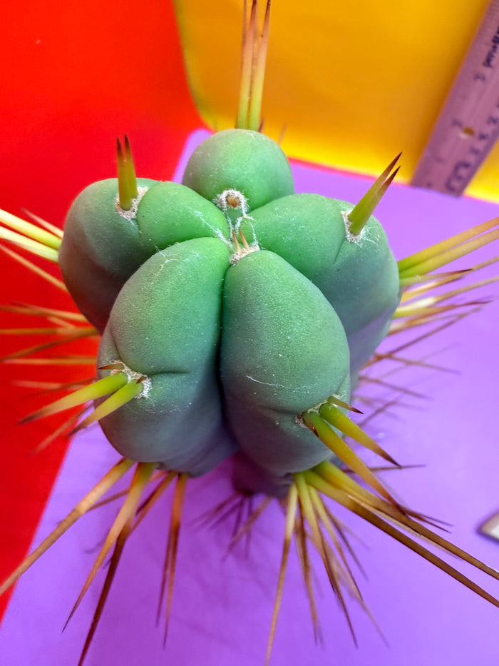 “Jimzz twin spines” cactus