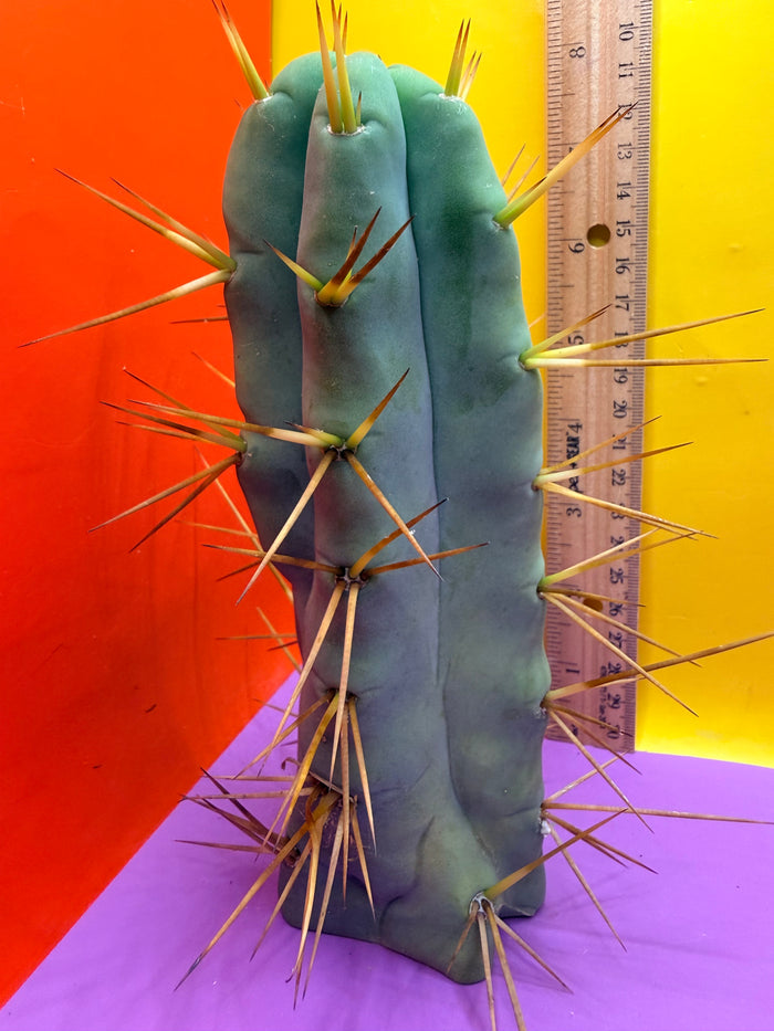“Jimzz twin spines” cactus