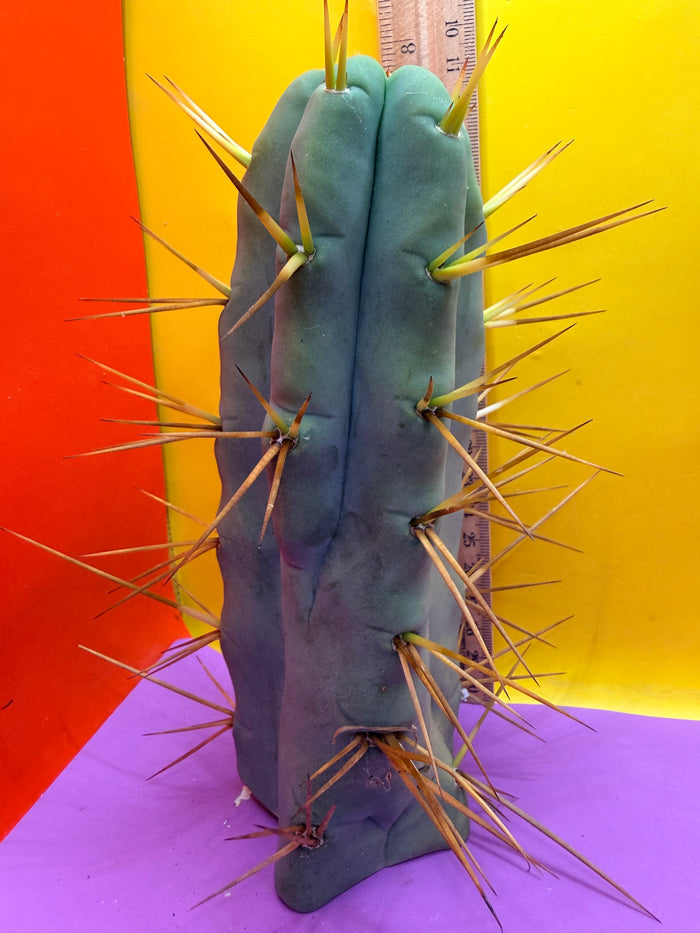“Jimzz twin spines” cactus