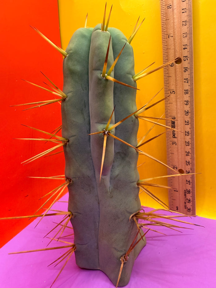 “Jimzz twin spines” cactus