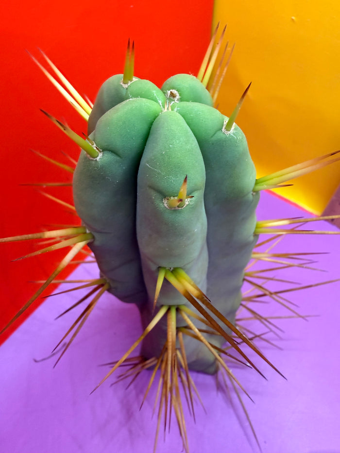 “Jimzz twin spines” cactus
