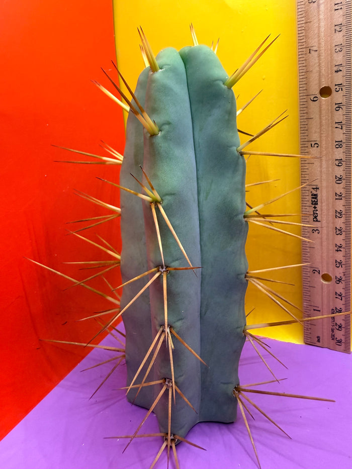 “Jimzz twin spines” cactus