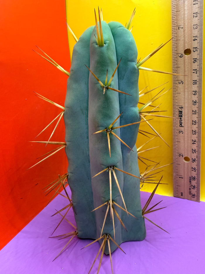 “Jimzz twin spines” cactus