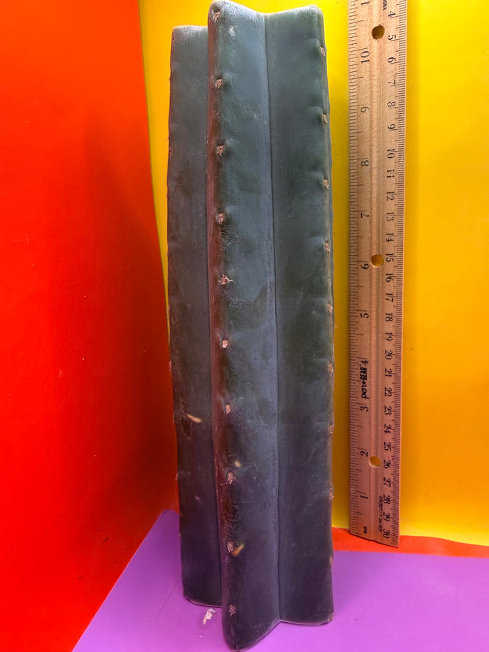 Mature Cahuilla cactus Mid section cutting