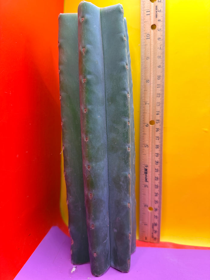 Mature Cahuilla cactus Mid section cutting