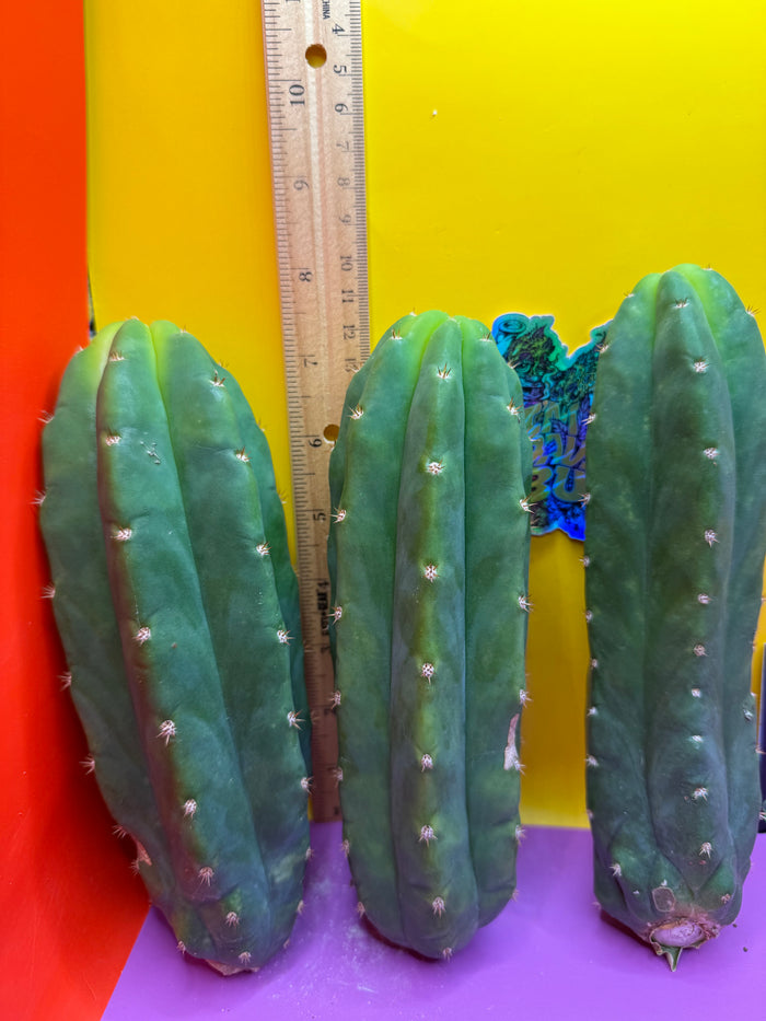 Small 6”-8” San Pedro Cactus