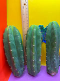 Small 6”-8” San Pedro Cactus
