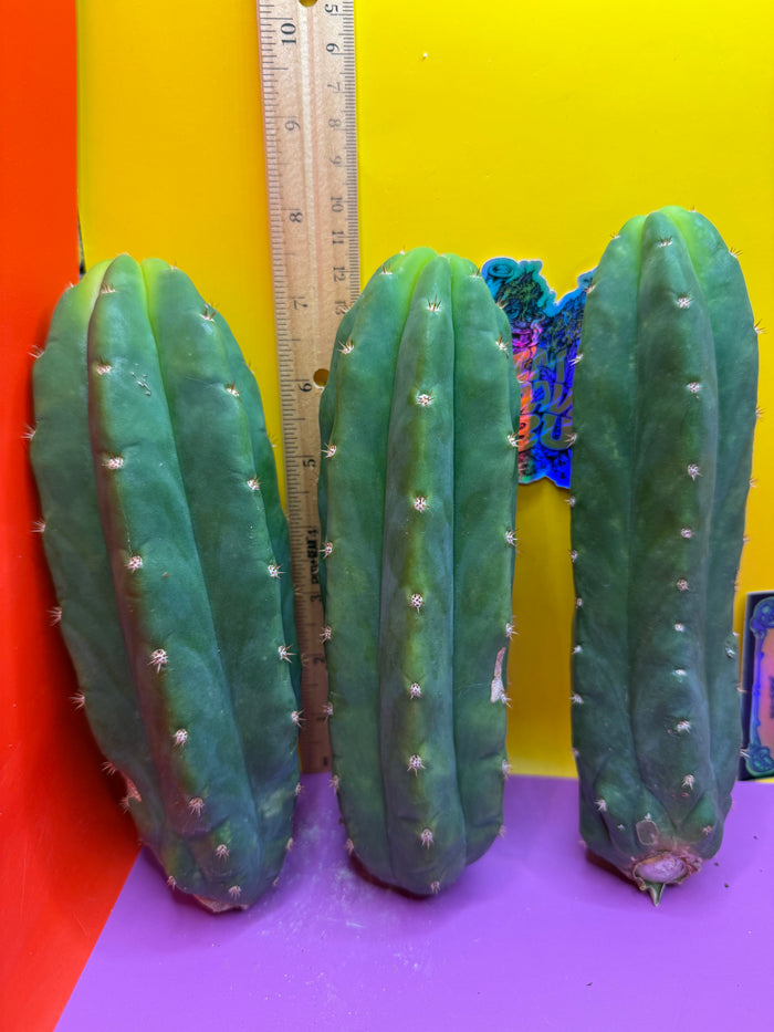 Small 6”-8” San Pedro Cactus