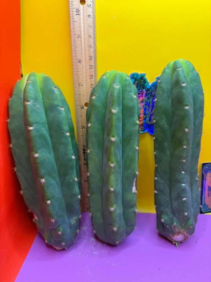 Small 6”-8” San Pedro Cactus