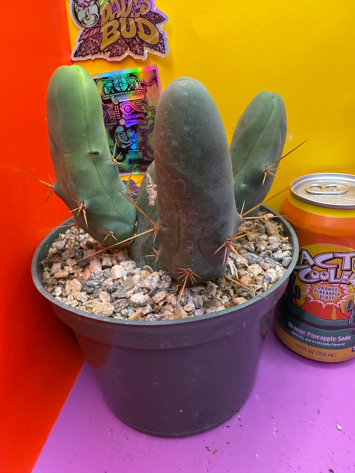 TBM potted cactus with 4 segments !!