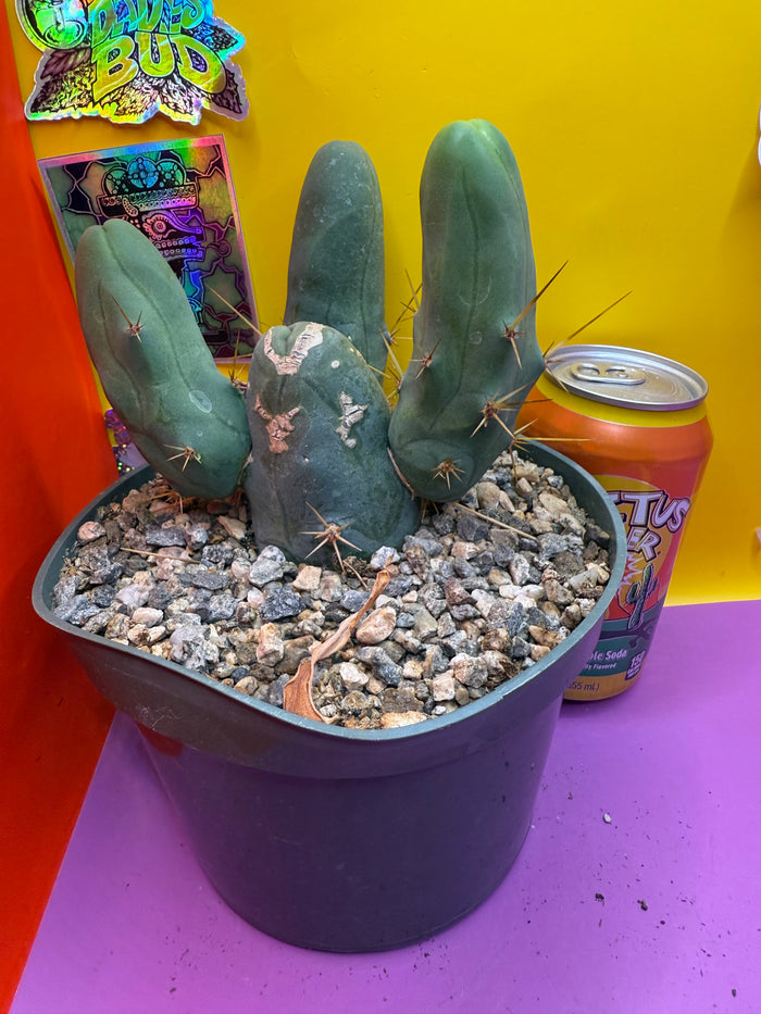 TBM potted cactus with 4 segments !!