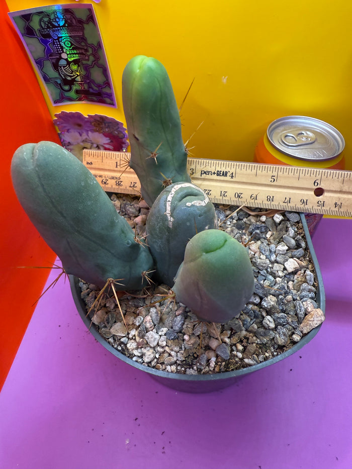 TBM potted cactus with 4 segments !!