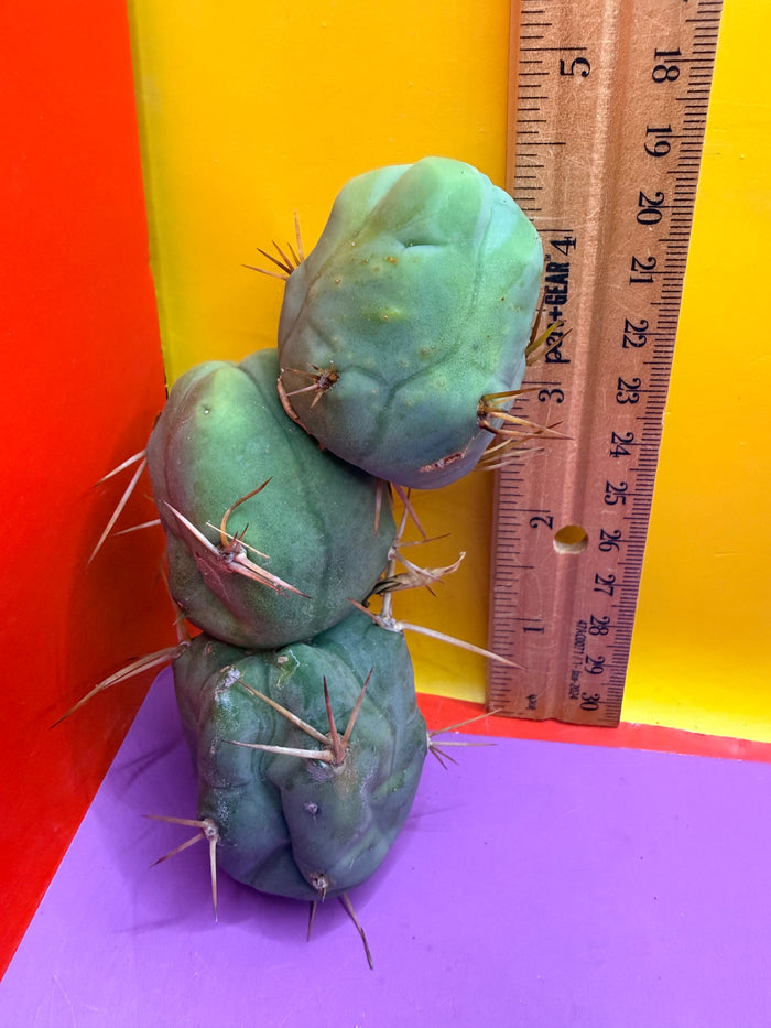 triple segment short form Tbm cactus for sale  !