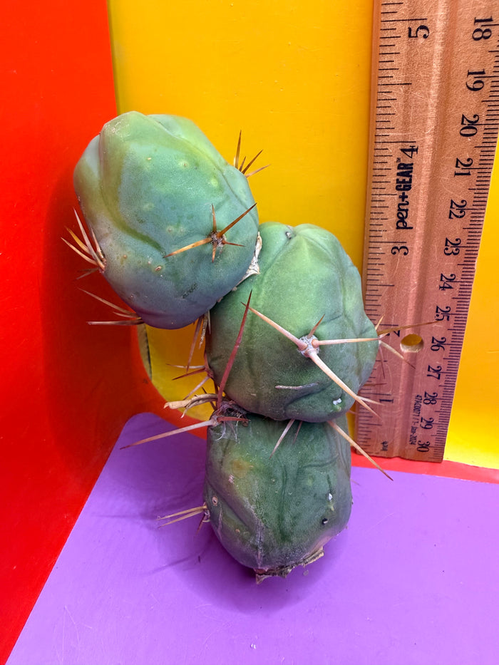 triple segment short form Tbm cactus for sale  !