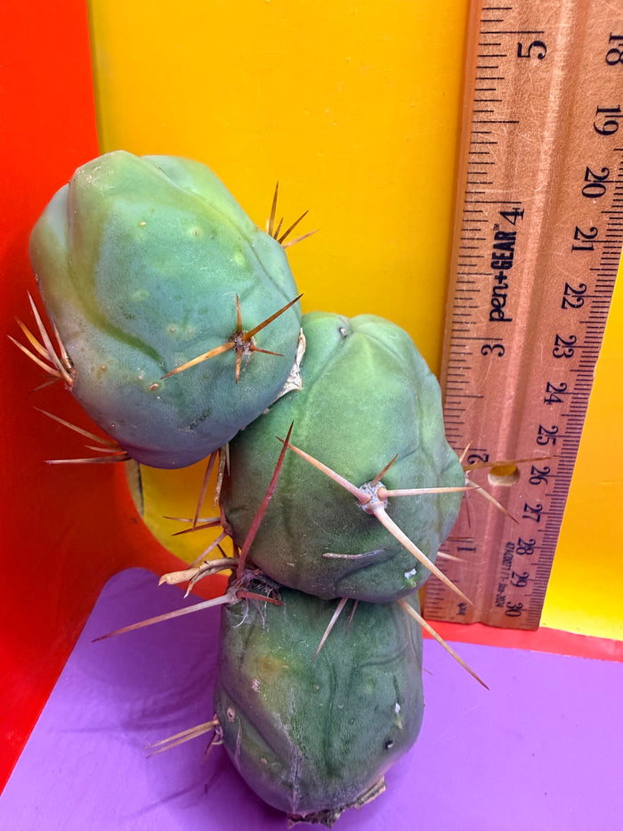 triple segment short form Tbm cactus for sale  !