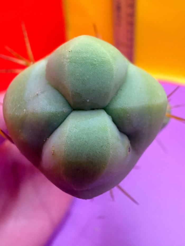 triple segment short form Tbm cactus for sale  !